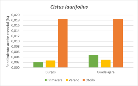 Gráfico de resultados de C. laurifolius