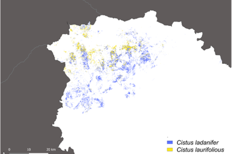 Cartografía de jarales en la Sierra de Guadalajara